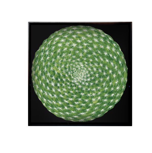 PODNOS CACTUS